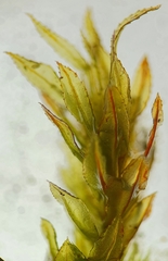 Mnium lycopodioides