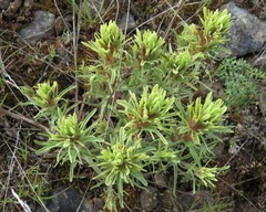 Castilleja thompsonii
