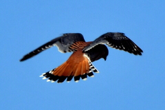 American Kestrel photo 5