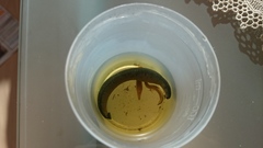 Erpobdella octoculata