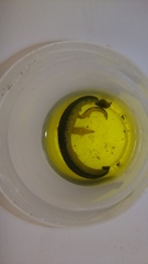 Erpobdella octoculata