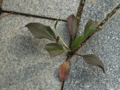 Plantago asiatica
