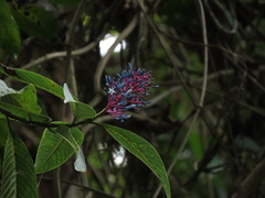 Palicourea amethystina