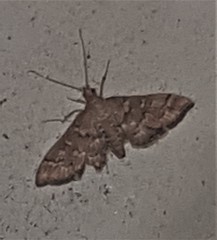 Nacoleia rhoeoalis