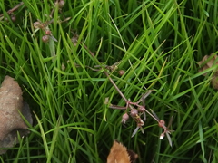 Scleromitrion diffusum