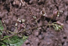 Nicotiana otophora