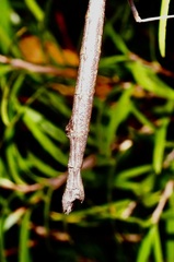 Candovia strumosa