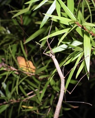 Candovia strumosa