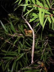 Candovia strumosa
