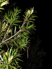 Candovia strumosa
