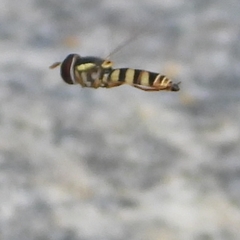 Ischiodon