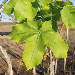 Jatropha mollissima