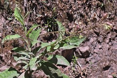 Nicotiana otophora
