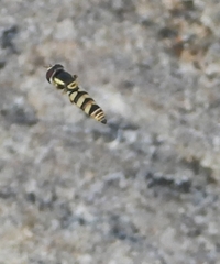 Ischiodon