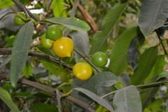 Garcinia dulcis
