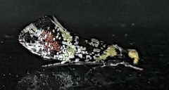 Monopis chrysogramma