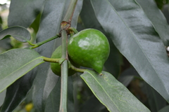 Garcinia dulcis