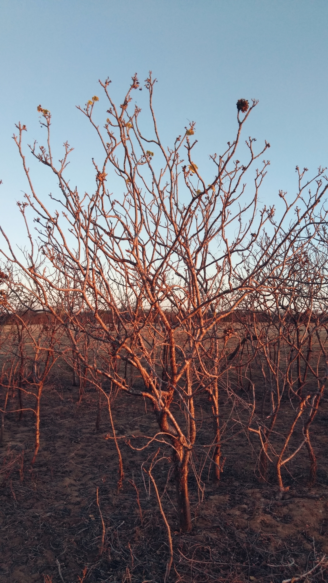 Jatropha mollissima