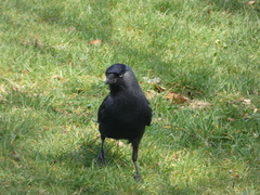 Corvus monedula
