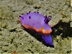 Mexichromis macropus