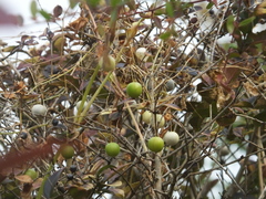 Zehneria japonica