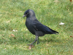 Corvus monedula