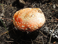 Amanita muscaria flavivolvata