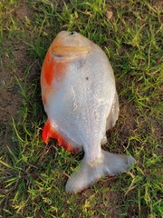 Pygocentrus nattereri