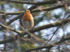Erithacus rubecula