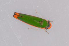 Stephanolla rufoapicata