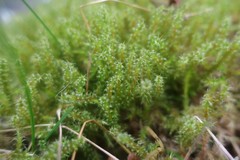 Rhytidiadelphus squarrosus