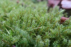 Rhytidiadelphus squarrosus