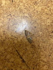 Chrysolarentia leucozona