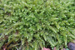 Hypnum cupressiforme