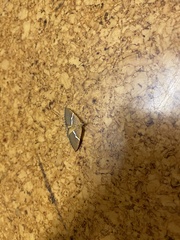 Chrysolarentia leucozona