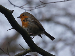 Erithacus rubecula