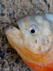 Pygocentrus nattereri