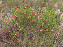 Erica regia