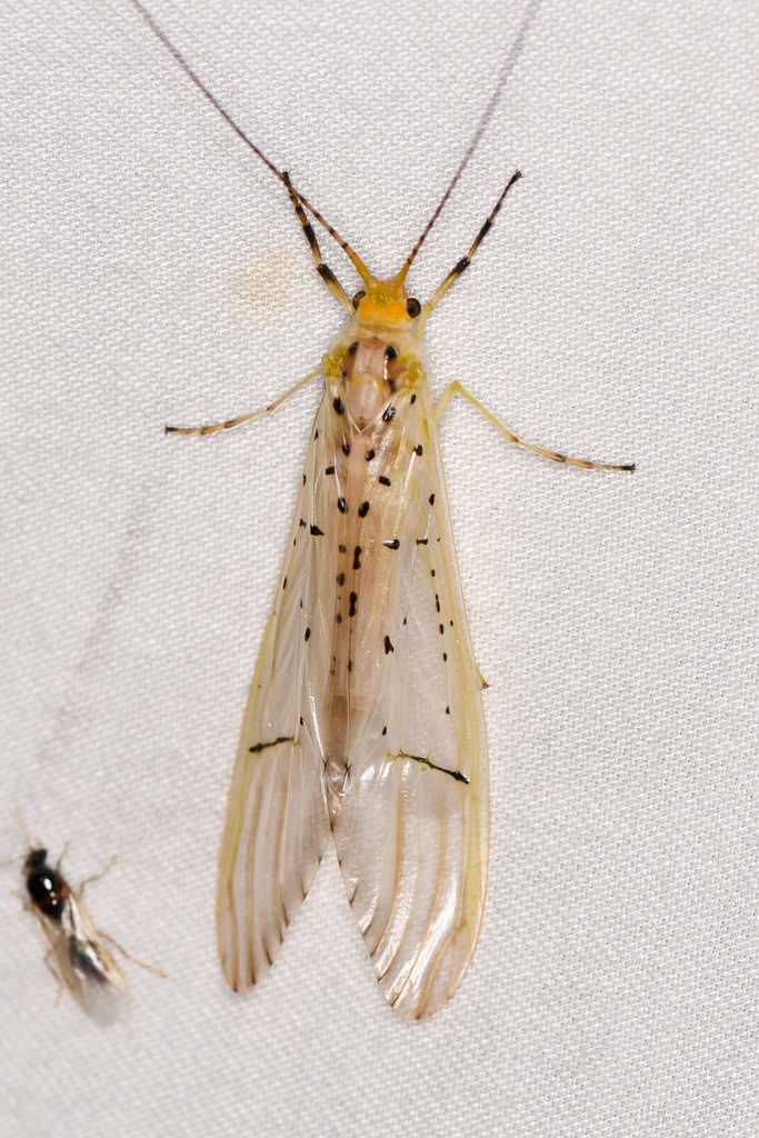 Synoestropsis punctipennis