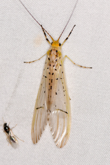 Synoestropsis punctipennis image