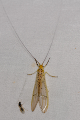 Synoestropsis punctipennis