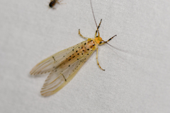 Synoestropsis punctipennis