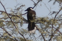 Cyanocorax cyanopogon