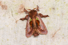 Euclea mesoamericana