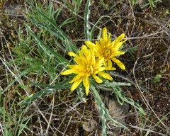 Nothocalais troximoides