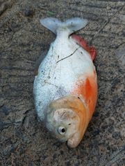 Pygocentrus nattereri