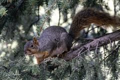 Sciurus niger