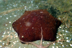 Ophiothrix caespitosa