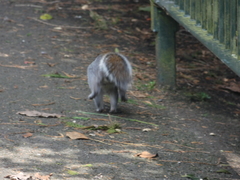 Sciurus carolinensis