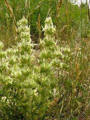 Sideritis endressii provincialis
